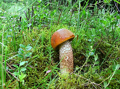 kozák dubový Leccinum aurantiacum (Bull.) Gray