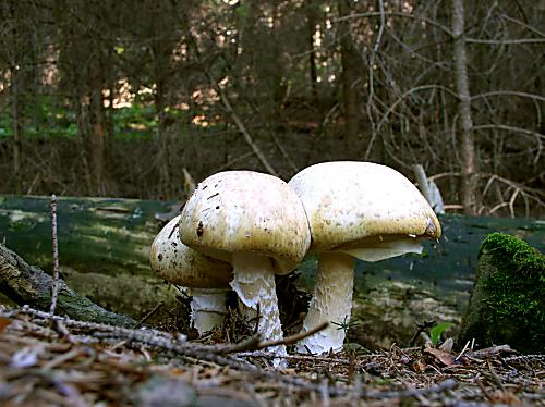 pečiarka obrovská Agaricus augustus Fr.