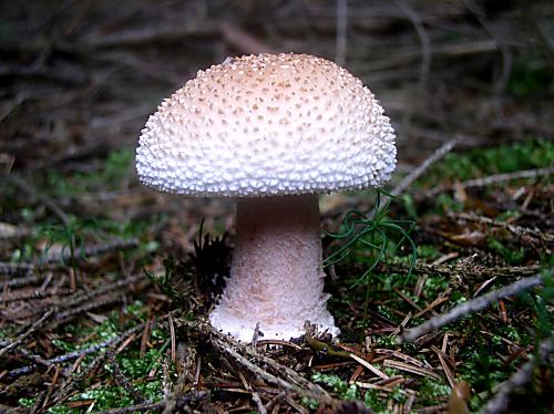 muchotrávka červenkastá Amanita rubescens Pers.
