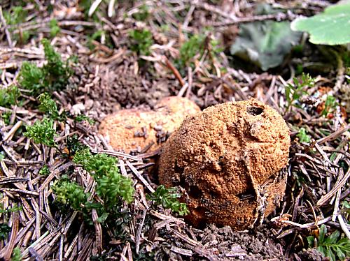 ? Elaphomyces sp.