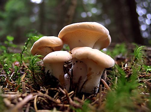 jelenka poprehýbaná Hydnum repandum L.