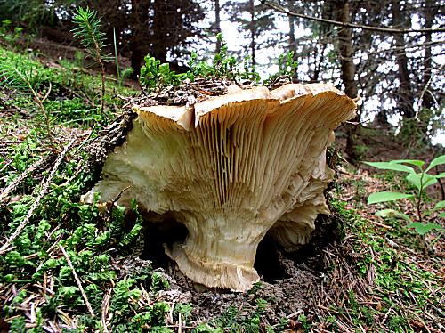 náramkovka cisárska Catathelasma imperiale (P. Karst.) Singer
