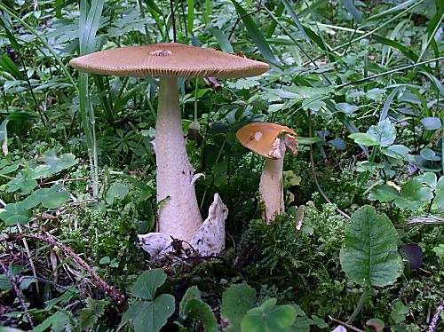 muchotrávka oranžová Amanita crocea (Quél.) Singer