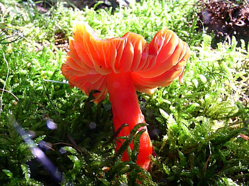 lúčnica.Sp Hygrocybe.sp