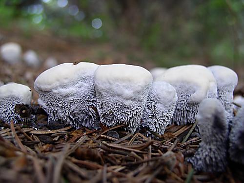 jelenkovka voňavá Hydnellum suaveolens (Scop.) P. Karst.