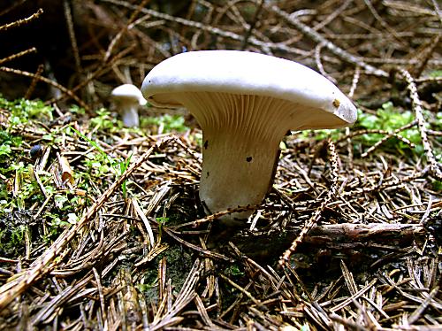 machovka obyčajná Clitopilus prunulus (Scop.) P. Kumm.