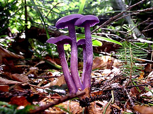 lakovka ametystová Laccaria amethystina (Huds.) Cooke