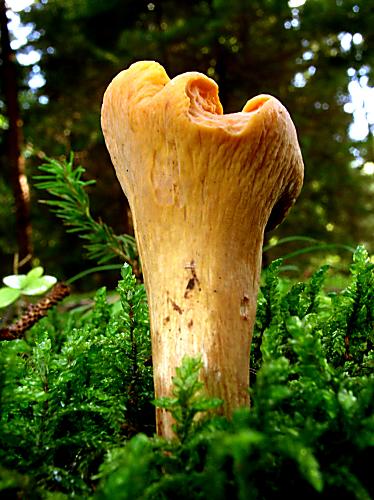 kyjak useknutý Clavariadelphus truncatus Donk