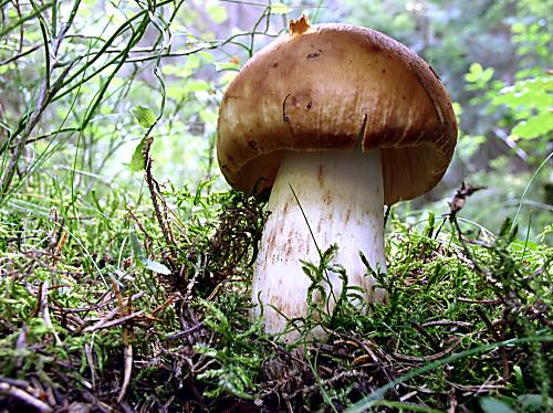 plávka smradľavá Russula foetens Pers.