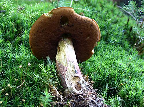 hríb zrnitohlúbikový Neoboletus luridiformis (Rostk.) G. Wu & Zhu L. Yang