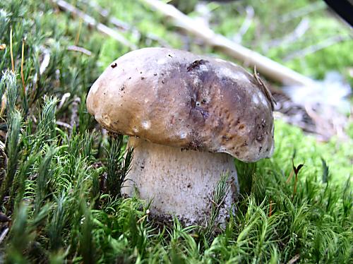 hríb smrekový Boletus edulis Bull.