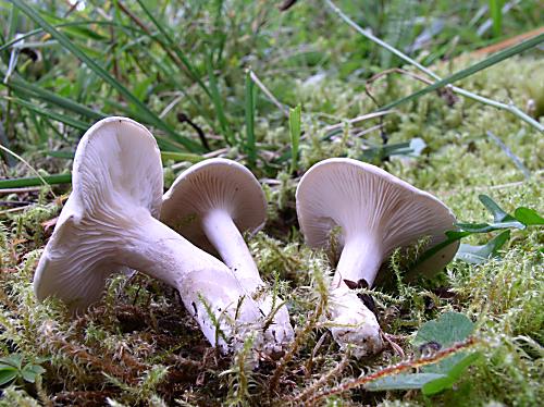 machovka obyčajná Clitopilus prunulus (Scop.) P. Kumm.