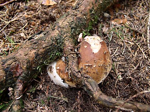 hríb smrekový Boletus edulis Bull.