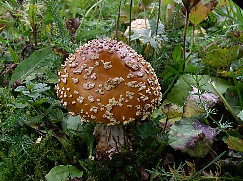 muchotrávka kráľovská Amanita regalis (Fr.) Michael