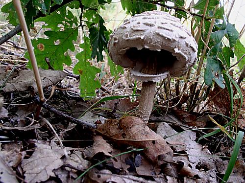 bedľa vysoká Macrolepiota procera (Scop.) Singer