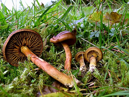pavučinovec škoricový ? cortinarius cinnamomeus ?