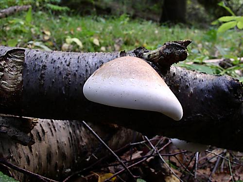 brezovník obyčajný Fomitopsis betulina (Bull.) B.K. Cui, M.L. Han & Y.C. Dai