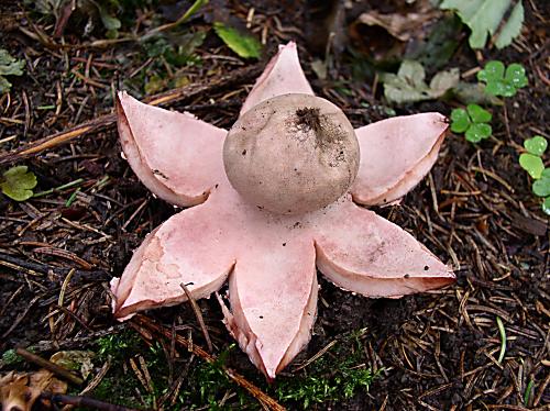 hviezdovka červenkastá Geastrum rufescens Pers.