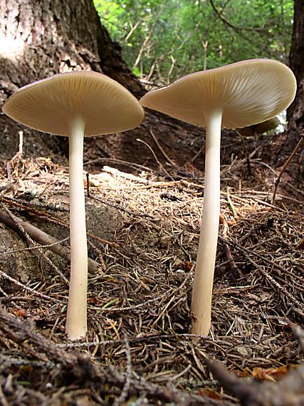 zamatka koreňujúca Hymenopellis radicata (Relhan) R.H. Petersen