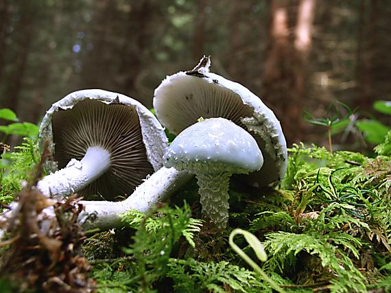 golierovka zelenkastá Stropharia aeruginosa (Curtis) Quél.