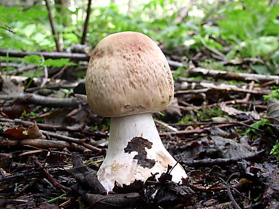 bedľa červenejúca Chlorophyllum rhacodes (Vittad.) Vellinga