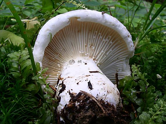 rýdzik plstnatý Lactarius vellereus (Fr.) Fr.