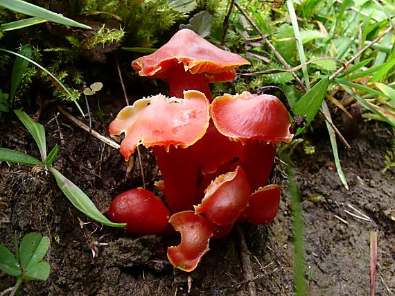 lúčnica granátovočervená Hygrocybe punicea (Fr.) P. Kumm.