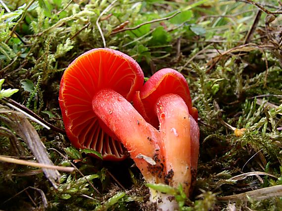 lúčnica granátovočervená Hygrocybe punicea (Fr.) P. Kumm.