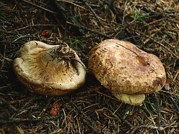 čechračka podvinutá Paxillus involutus (Batsch) Fr.