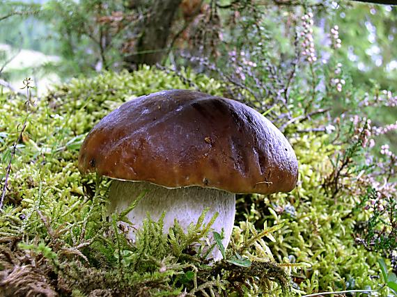 hríb smrekový Boletus edulis Bull.