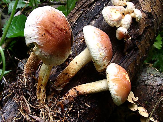 strapcovka tehlovočervená Hypholoma lateritium (Schaeff.) P. Kumm.