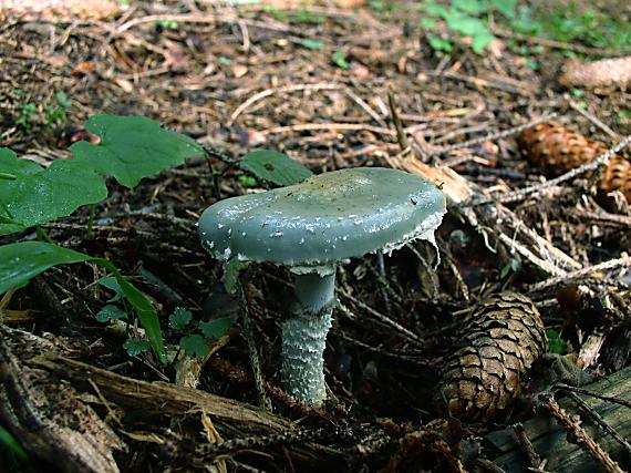 golierovka zelenkastá Stropharia aeruginosa (Curtis) Quél.