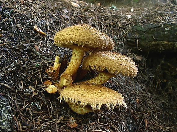 šupinovka šupinatá Pholiota squarrosa (Vahl) P. Kumm.