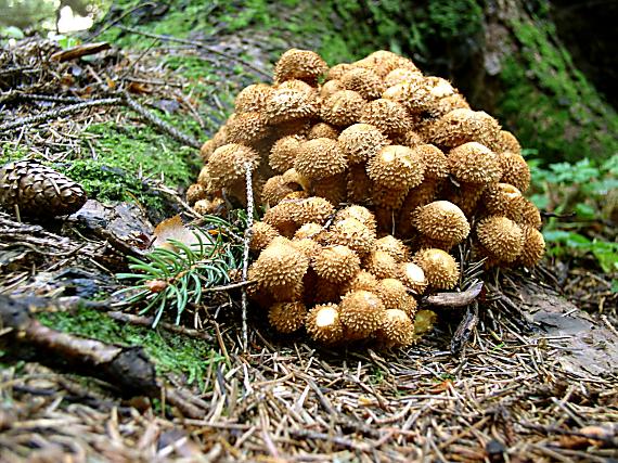 šupinovka šupinatá Pholiota squarrosa (Vahl) P. Kumm.