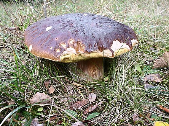 hríb smrekový Boletus edulis Bull.