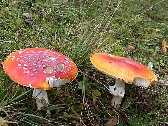 muchotrávka červená Amanita muscaria (L.) Lam.