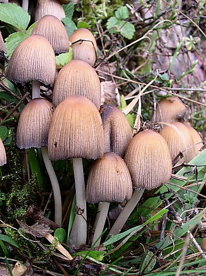 hnojník ligotavý Coprinellus micaceus (Bull.) Vilgalys, Hopple & Jacq. Johnson