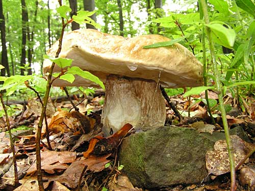 hríb dubový Boletus reticulatus Schaeff.