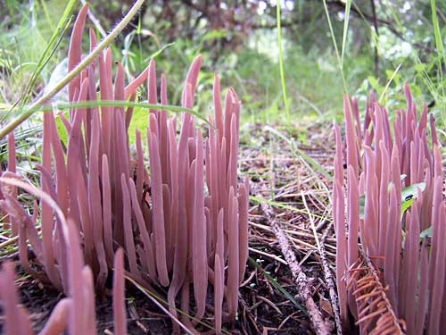 pakyjačik purpurový Alloclavaria purpurea (O.F. Müll.) Dentinger & D.J. McLaughlin