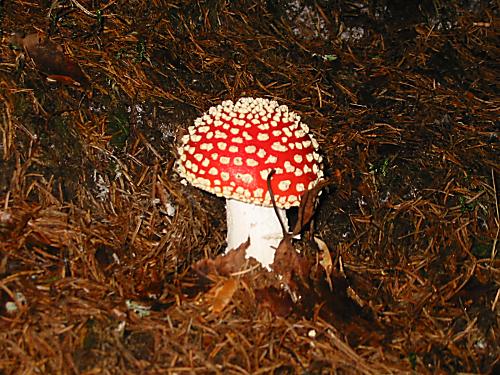 muchotrávka červená Amanita muscaria (L.) Lam.