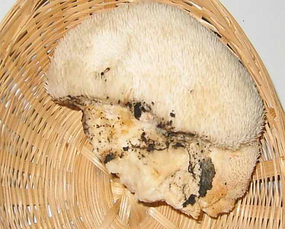 koralovec ježovitý Hericium erinaceus (Bull.) Pers.