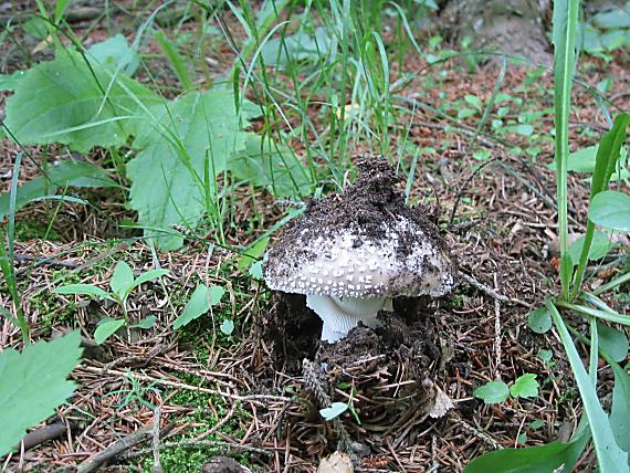 muchomůrka šedivka Amanita excelsa (Fr.) Bertill.