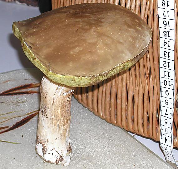 hríb dubový Boletus reticulatus Schaeff.