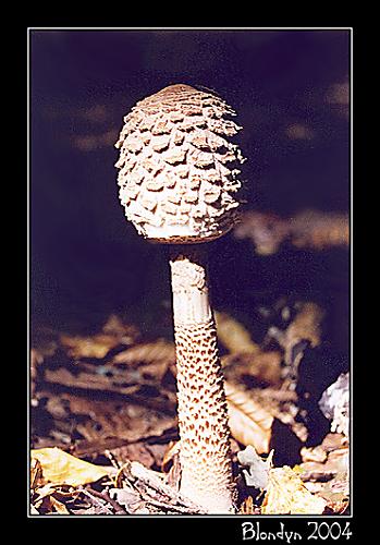 bedľa vysoká Macrolepiota procera (Scop.) Singer