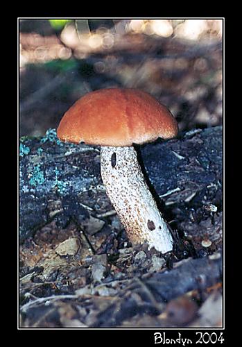 kozák dubový Leccinum aurantiacum (Bull.) Gray