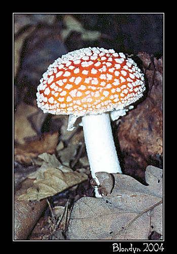 muchotrávka červená Amanita muscaria (L.) Lam.