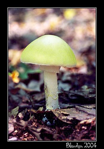 muchotrávka zelená Amanita phalloides (Vaill. ex Fr.) Link
