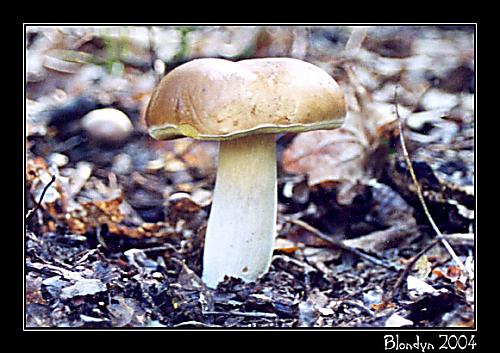 hríb plavý Hemileccinum impolitum (Fr.) Šutara