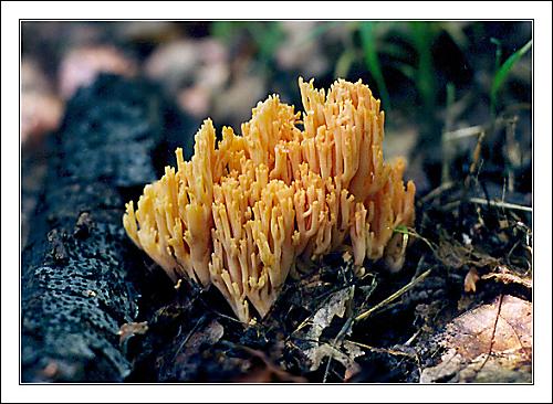 strapačka úhľadná Ramaria formosa (Pers.) Quél.