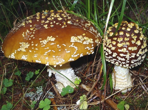 muchotrávka kráľovská Amanita regalis (Fr.) Michael